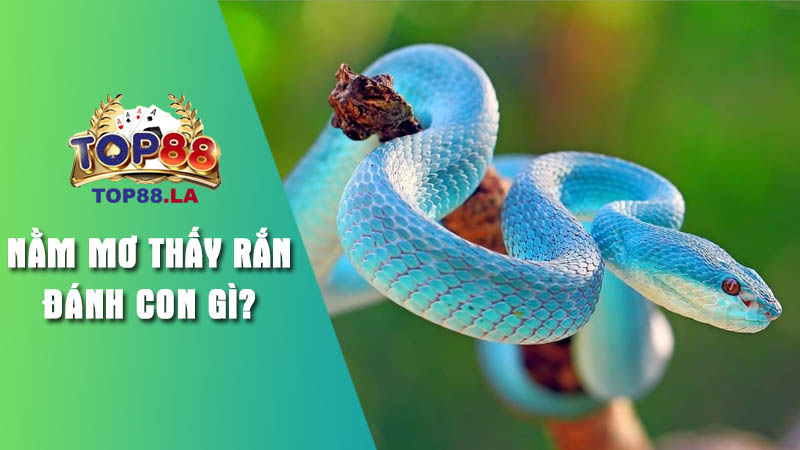 Giải mã ý nghĩa mơ thấy rắn từ chuyên gia Top88